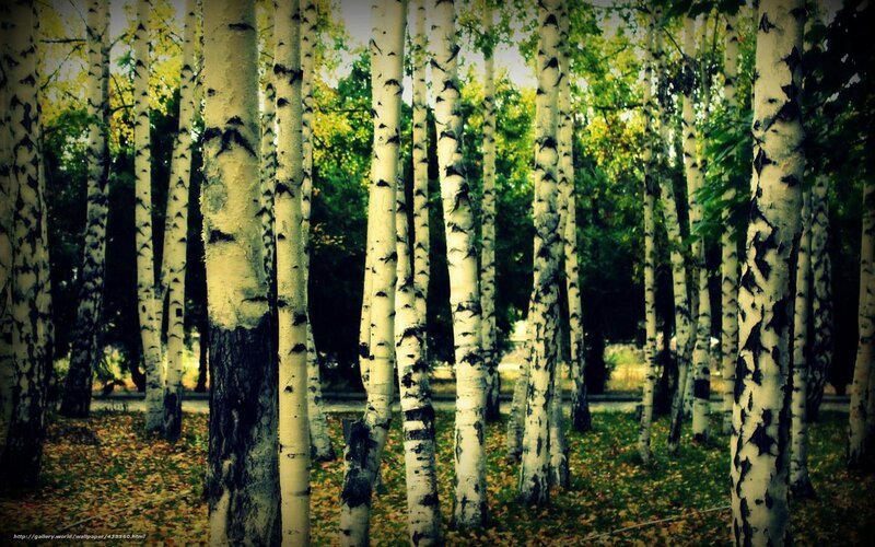 Birch forest in autumn