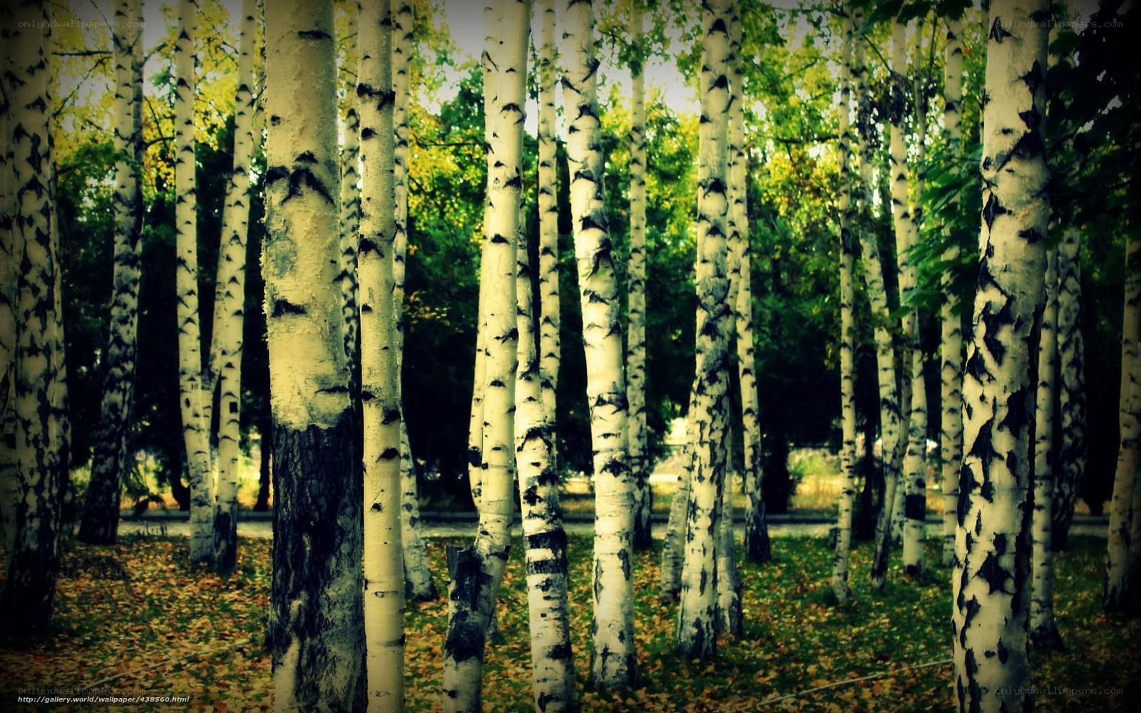 Birch forest in autumn