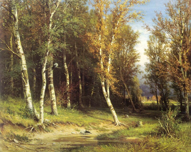 Birch forest in autumn