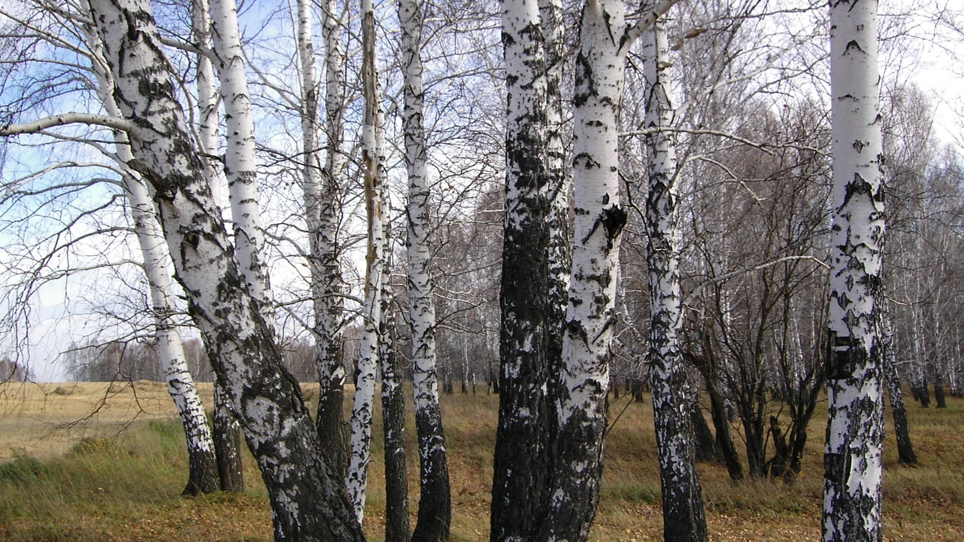Birch forest in autumn