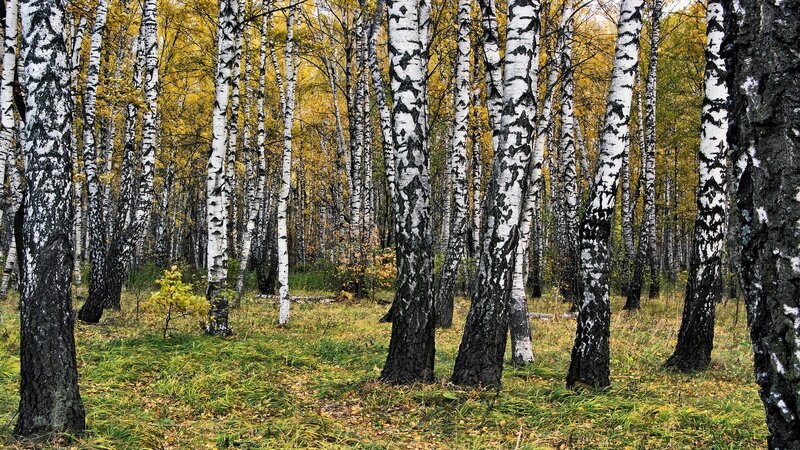 Birch Forest in Autumn — Green, Serene