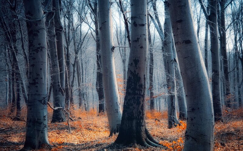 Birch Forest in Autumn — Orange, Serene