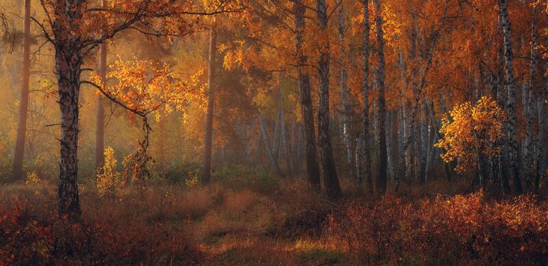 Birch Forest in Autumn — Orange