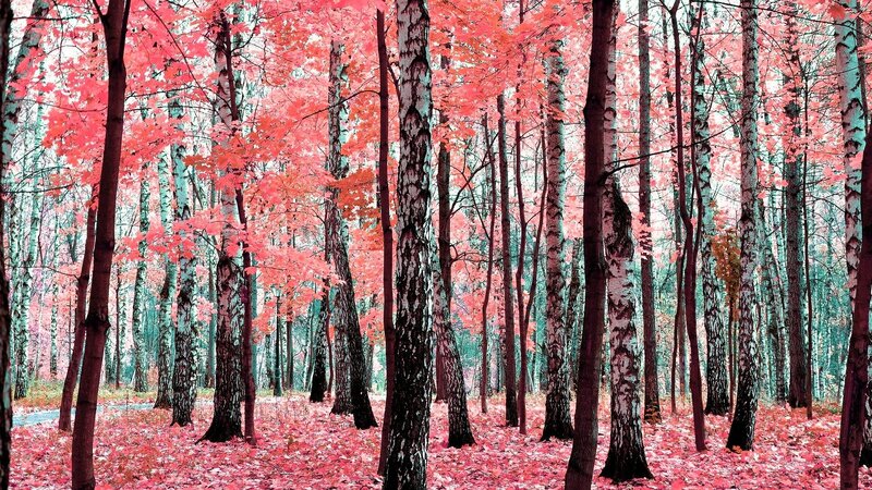 Birch Forest in Autumn — Red