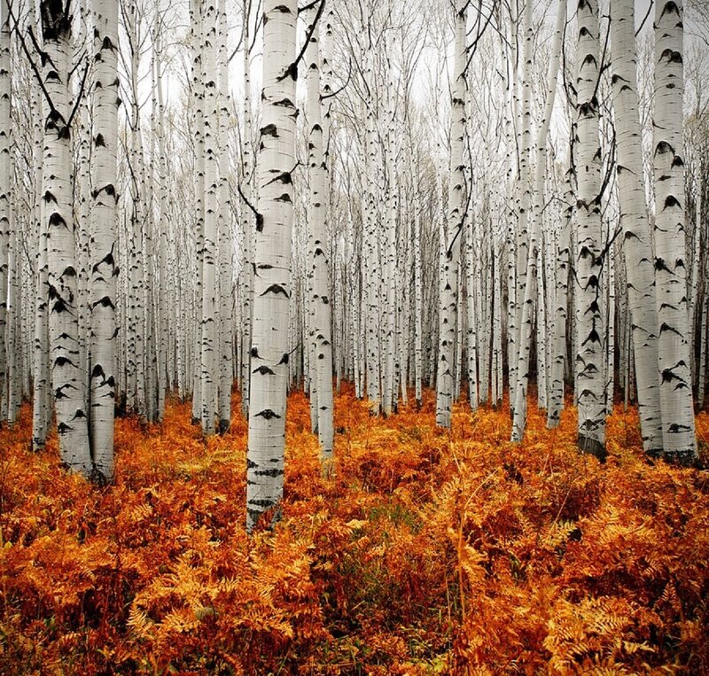 Birch Forest in Autumn — White, Serene, Photograph