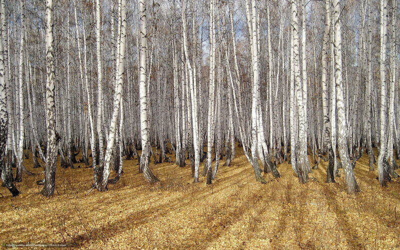 Birch Forest in Autumn — White, Serene, Photograph, Trees