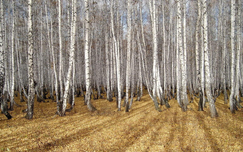 Birch Forest in Autumn — White, Serene
