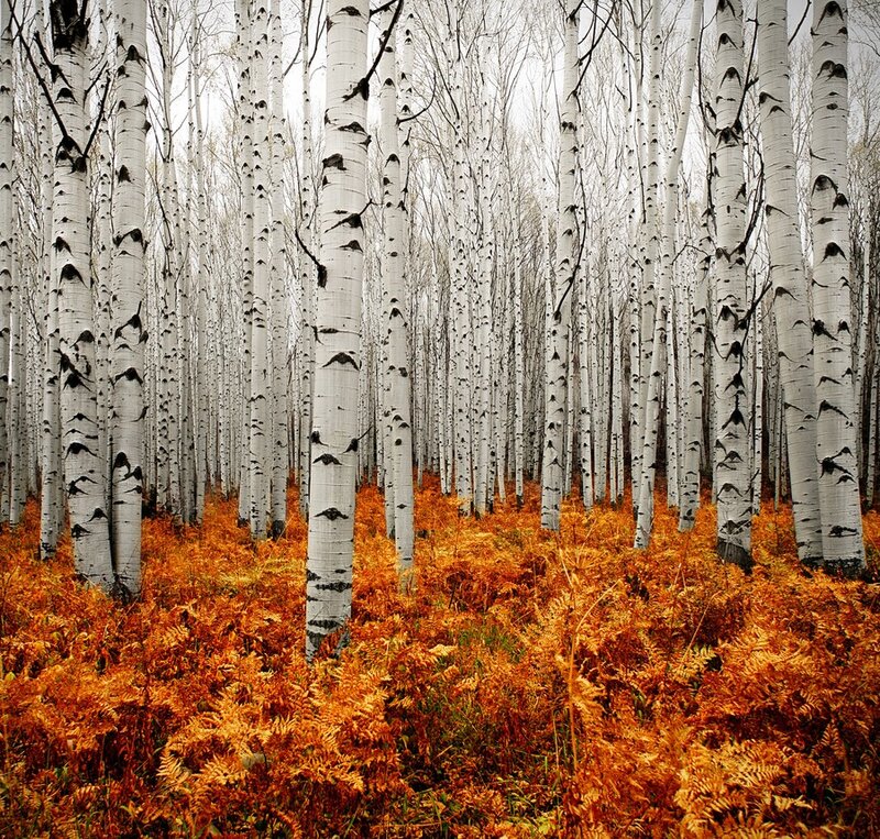 Birch Forest in Autumn — White