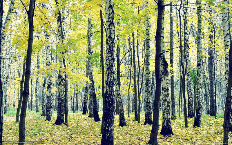 Birch Forest in Autumn — Yellow, Serene, Photograph