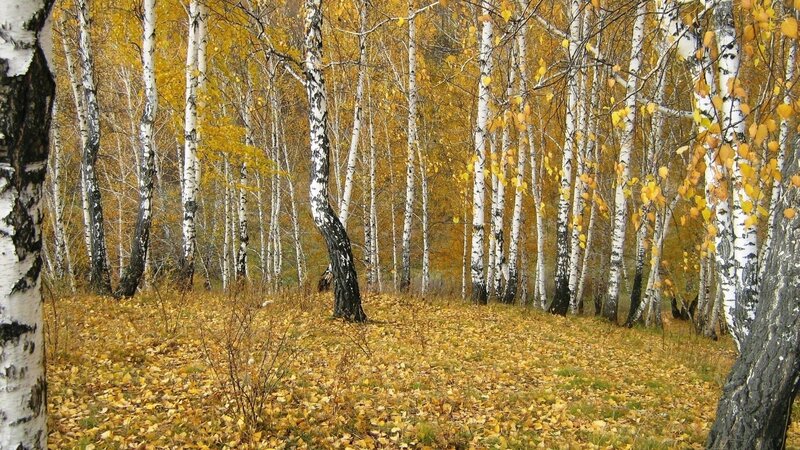Birch Forest in Autumn — Yellow, Serene