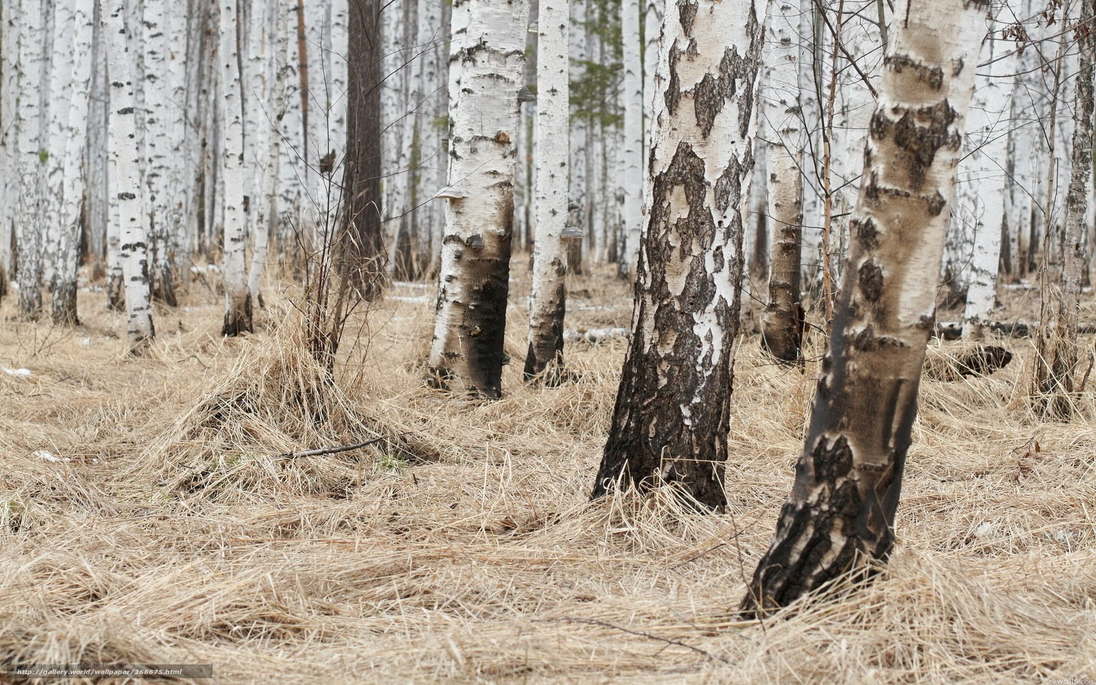 Birch forest in autumn