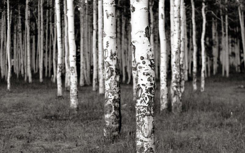 Birch forest in black and white