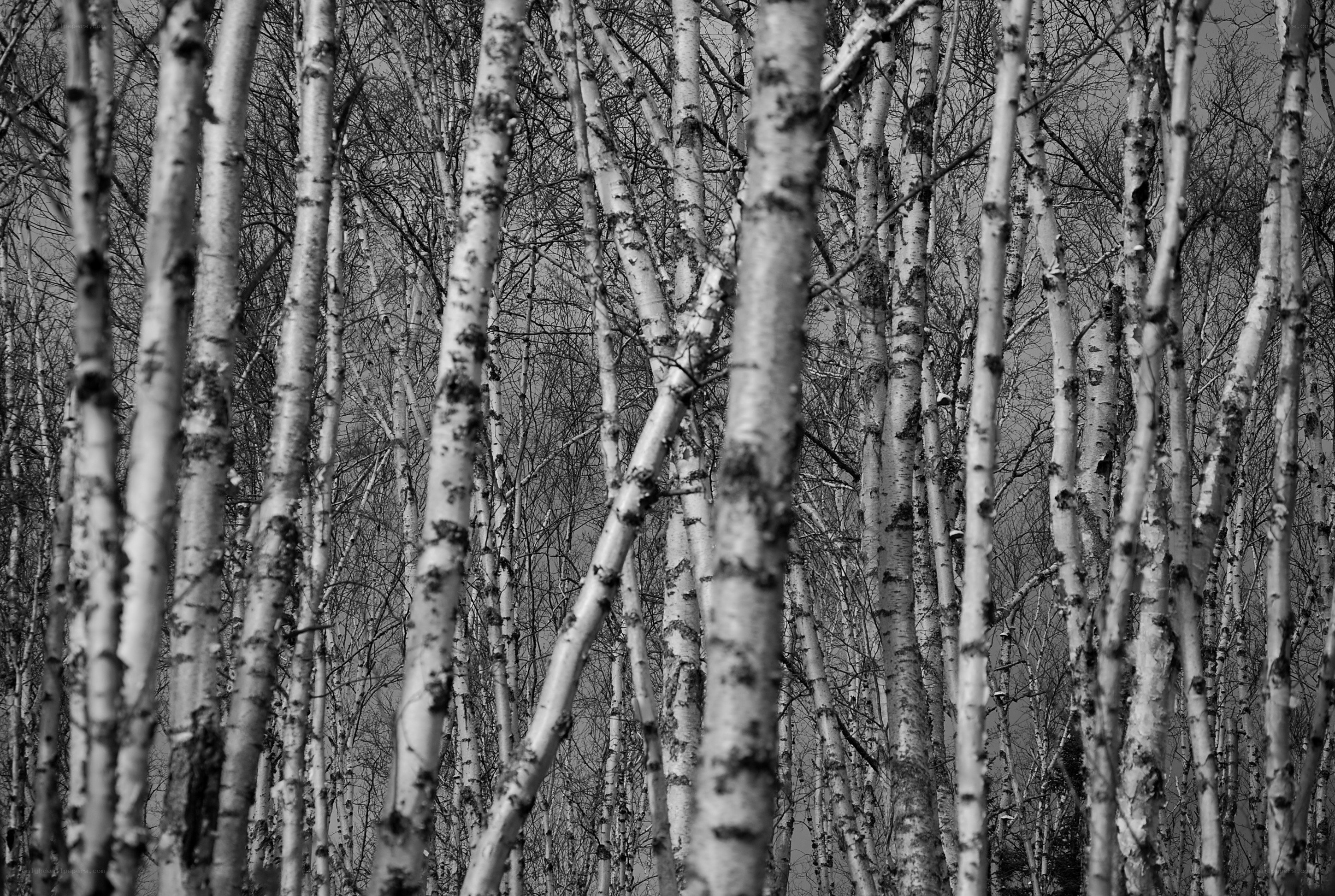 Birch forest in black and white