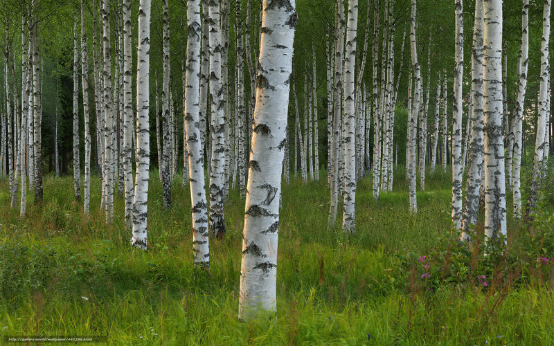 Birch forest in green light