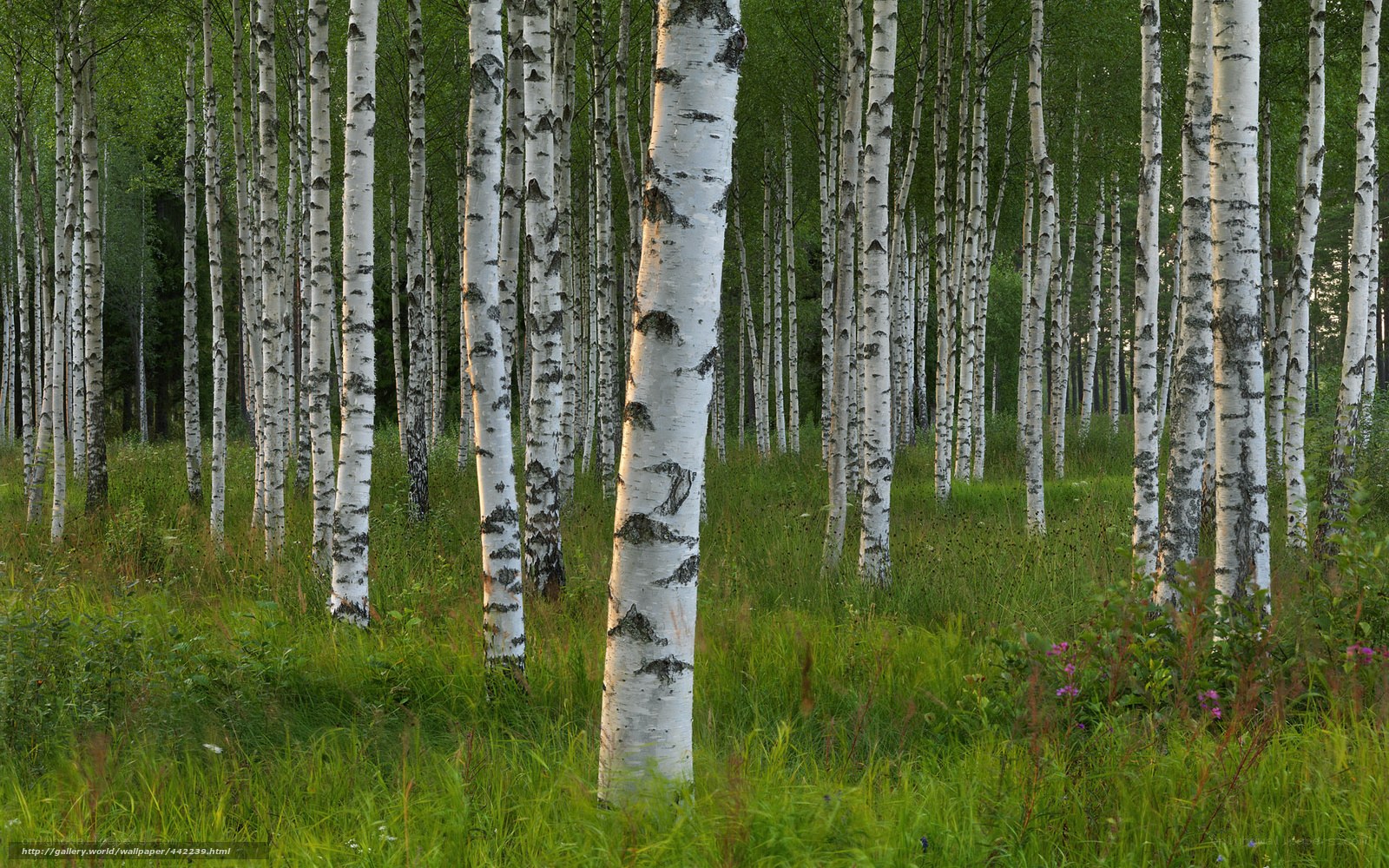 Birch forest in green light