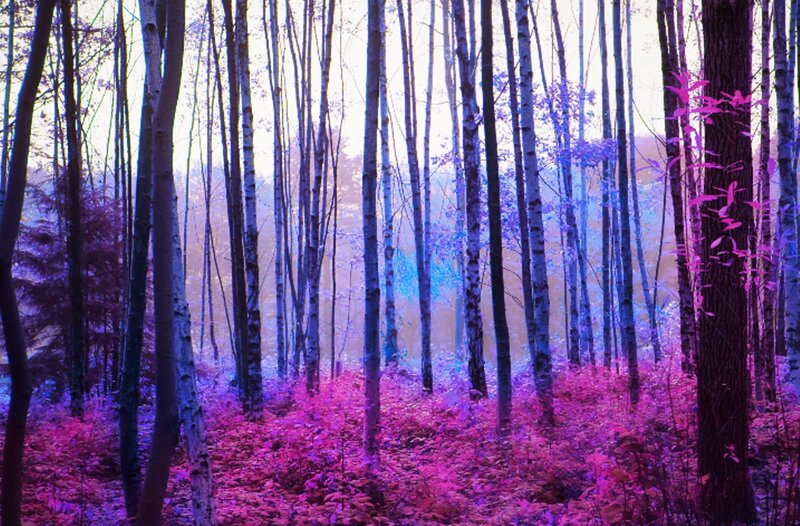Birch Forest in Infrared