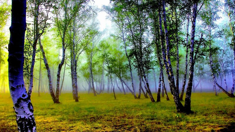 Birch Forest in Mist — Green, Serene