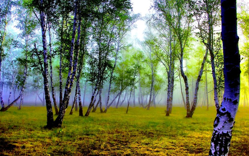 Birch Forest in Mist — Green
