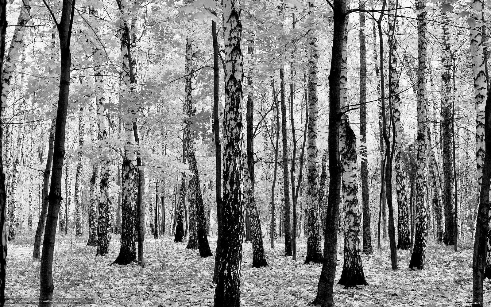 Birch forest in monochrome
