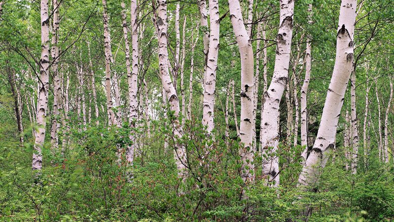 Birch forest in spring