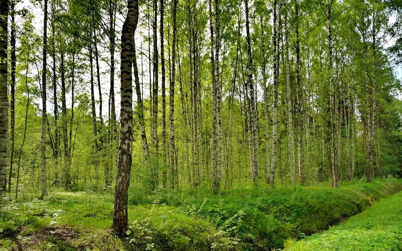 Birch forest in spring