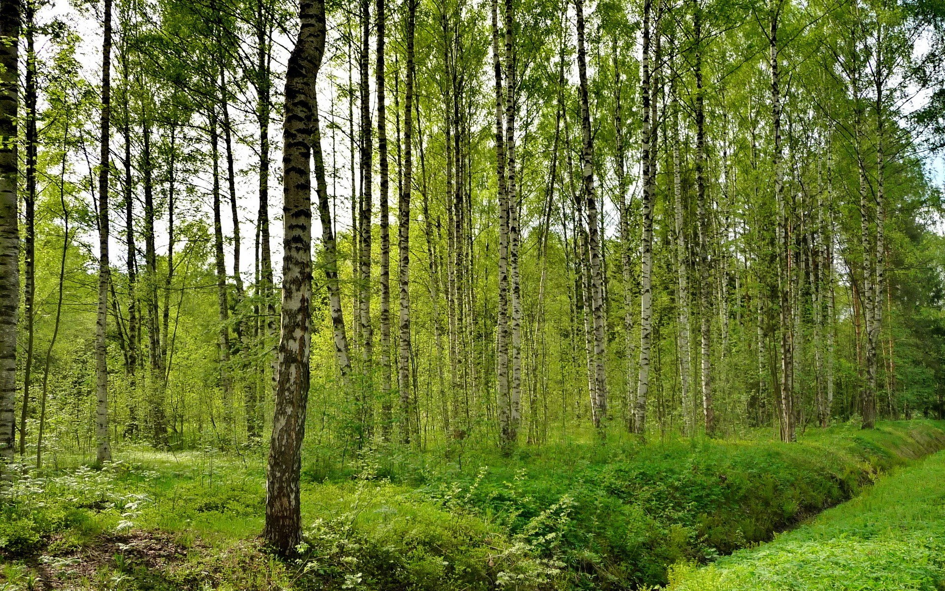Birch forest in spring