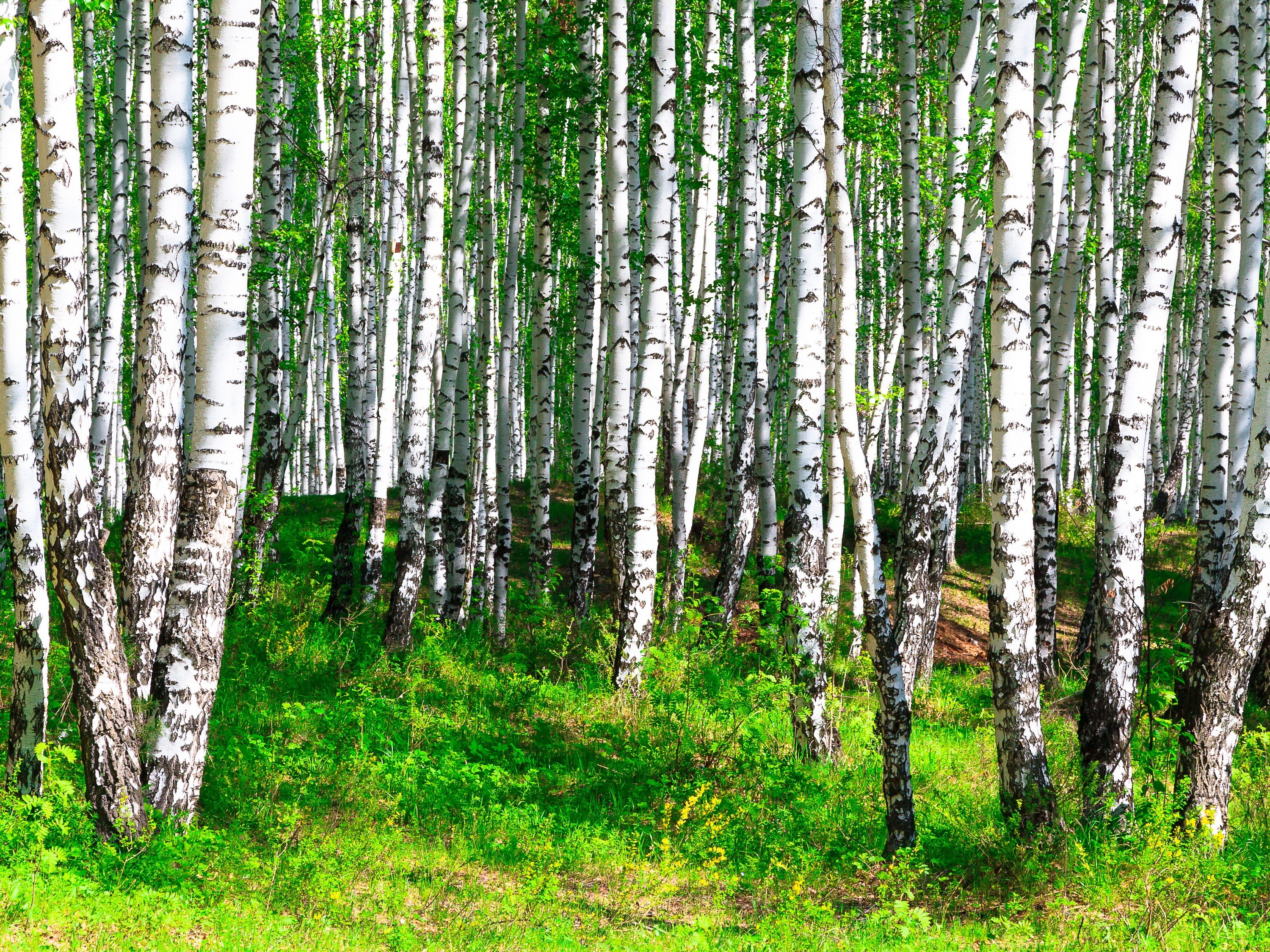 Birch forest in spring