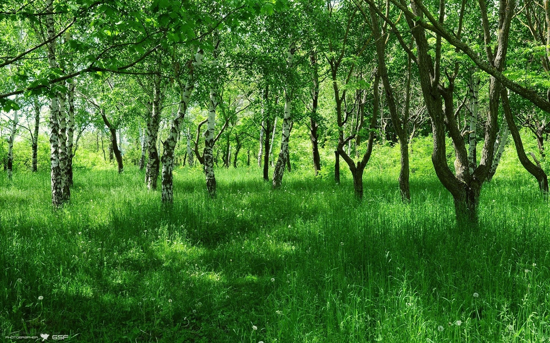 Birch forest in spring
