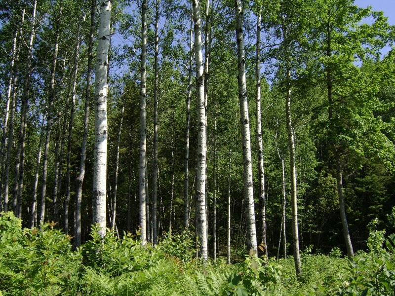 Birch forest in summer