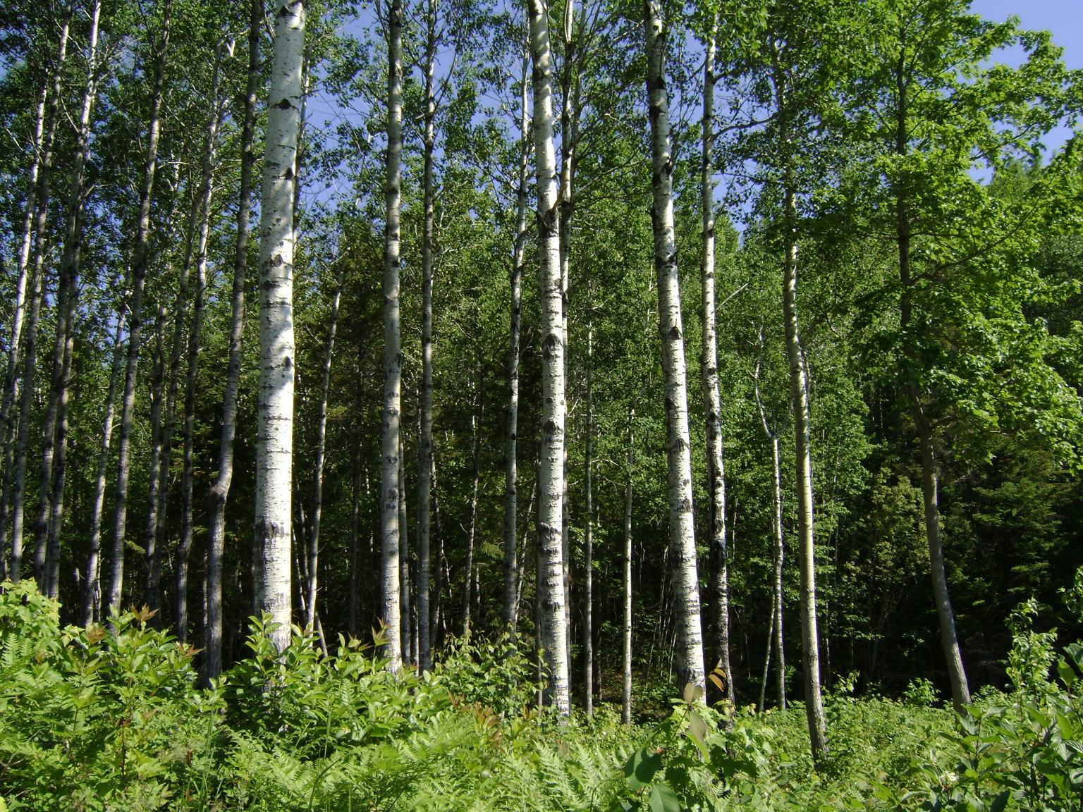 Birch forest in summer