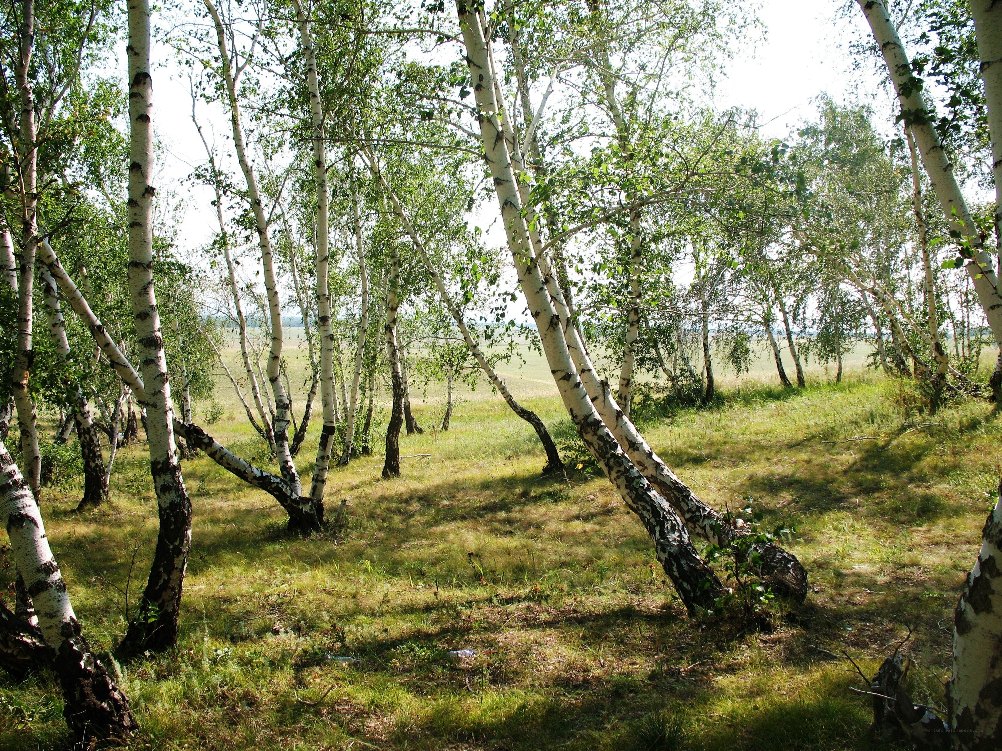 Birch forest in summer