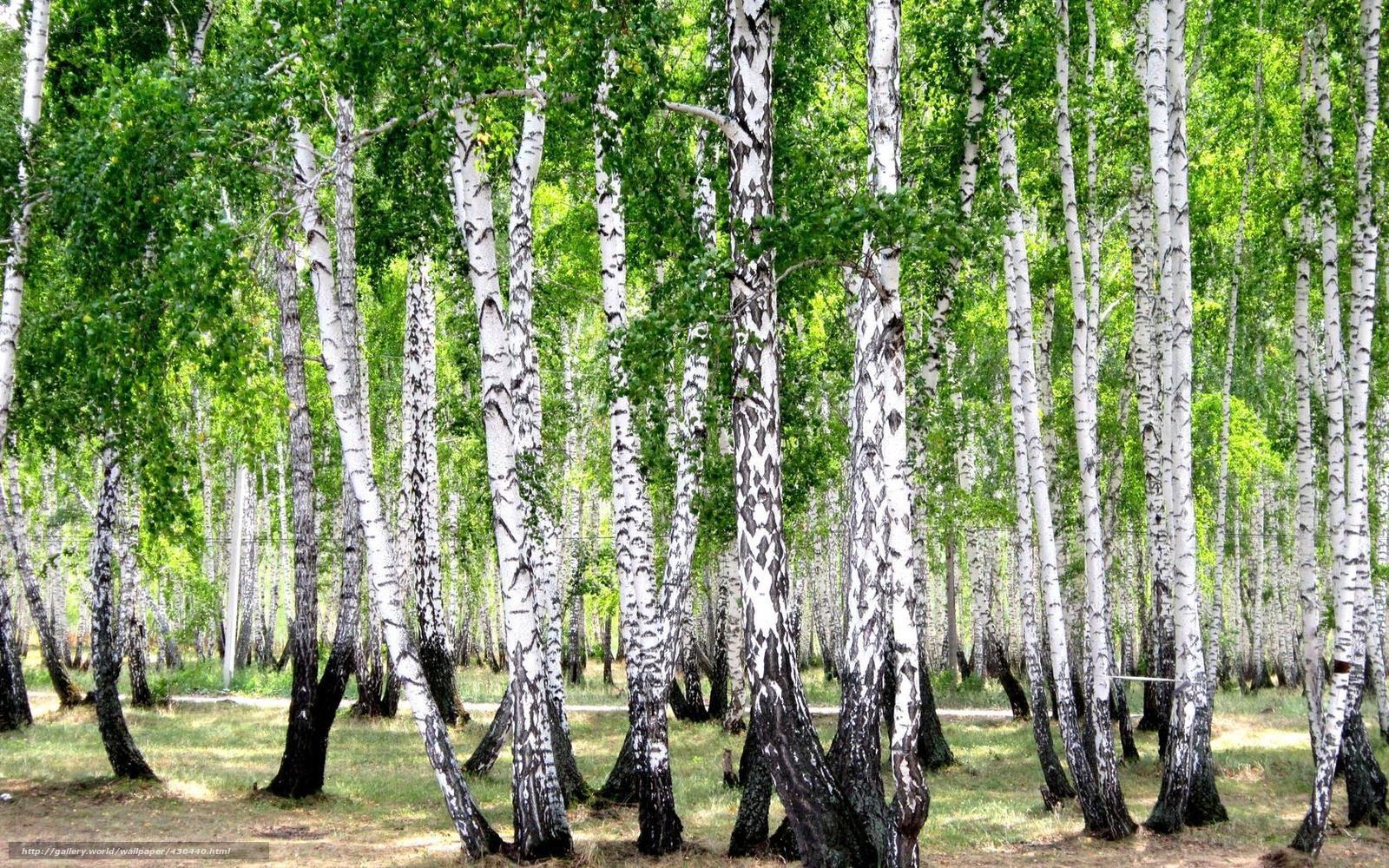 birch forest in summer