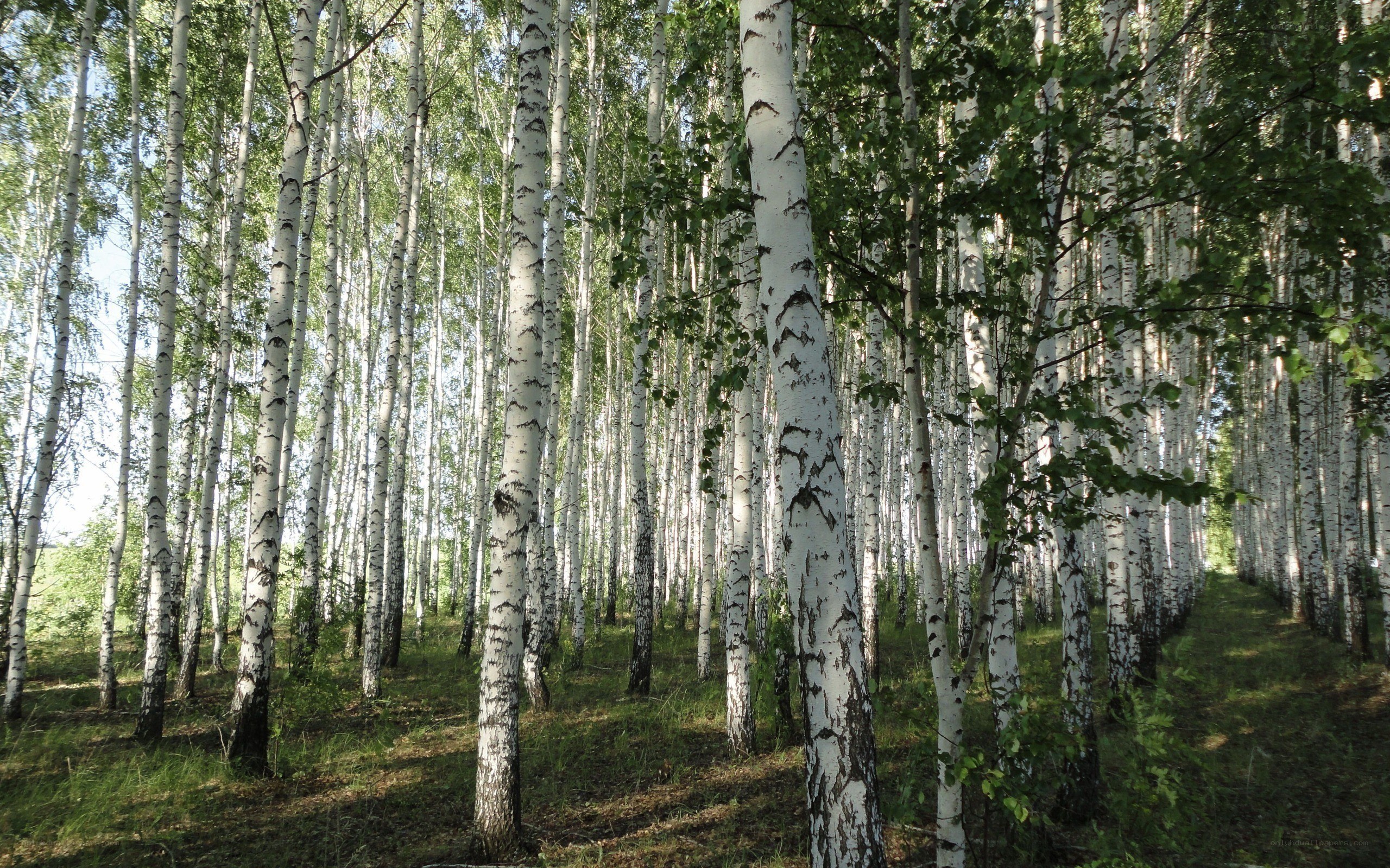 Birch forest in summer