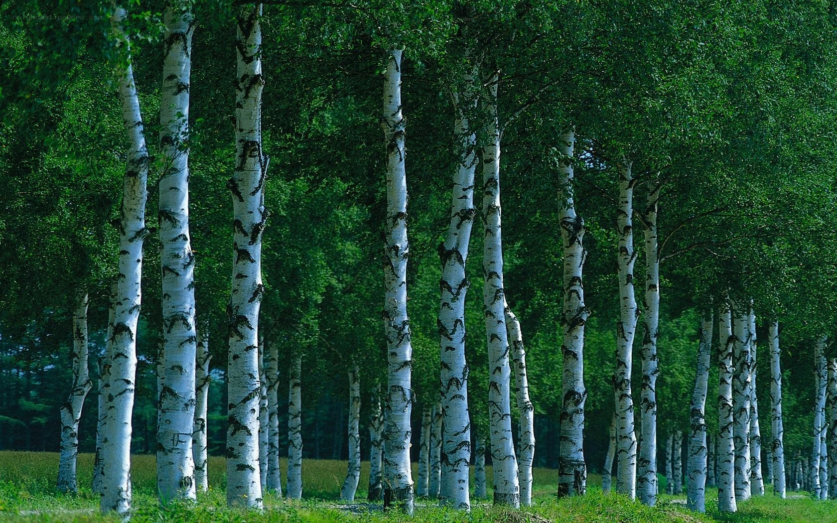 Birch forest in summer