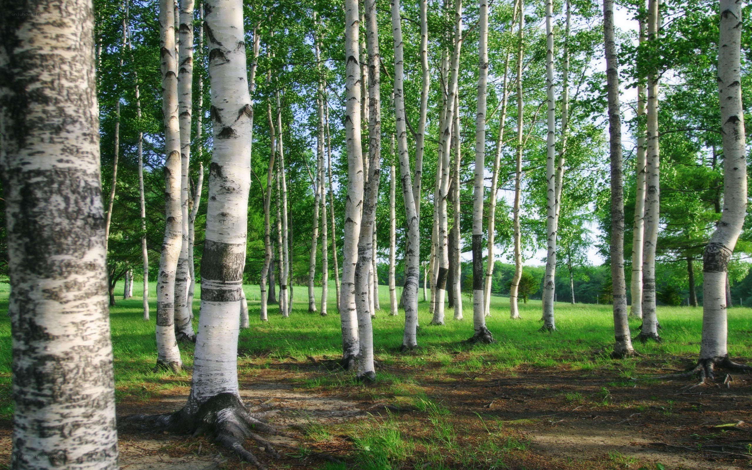 Birch forest in summer