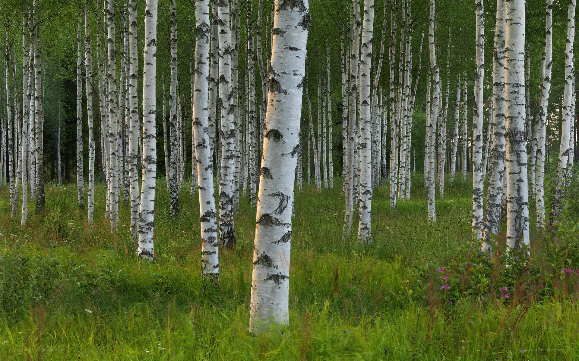 Birch forest in summer