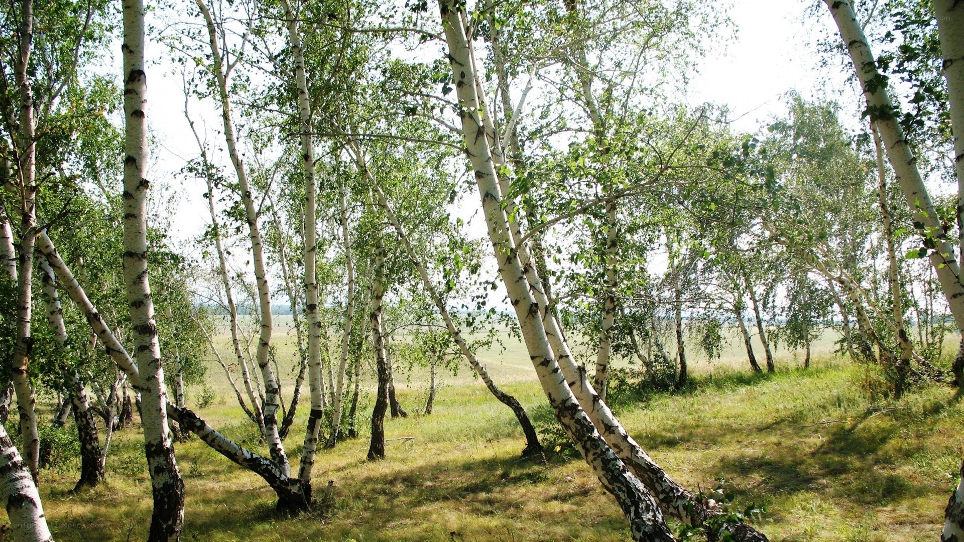 Birch forest in summer