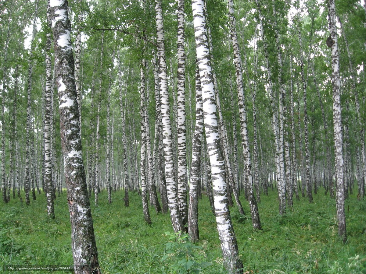 Birch forest in summer