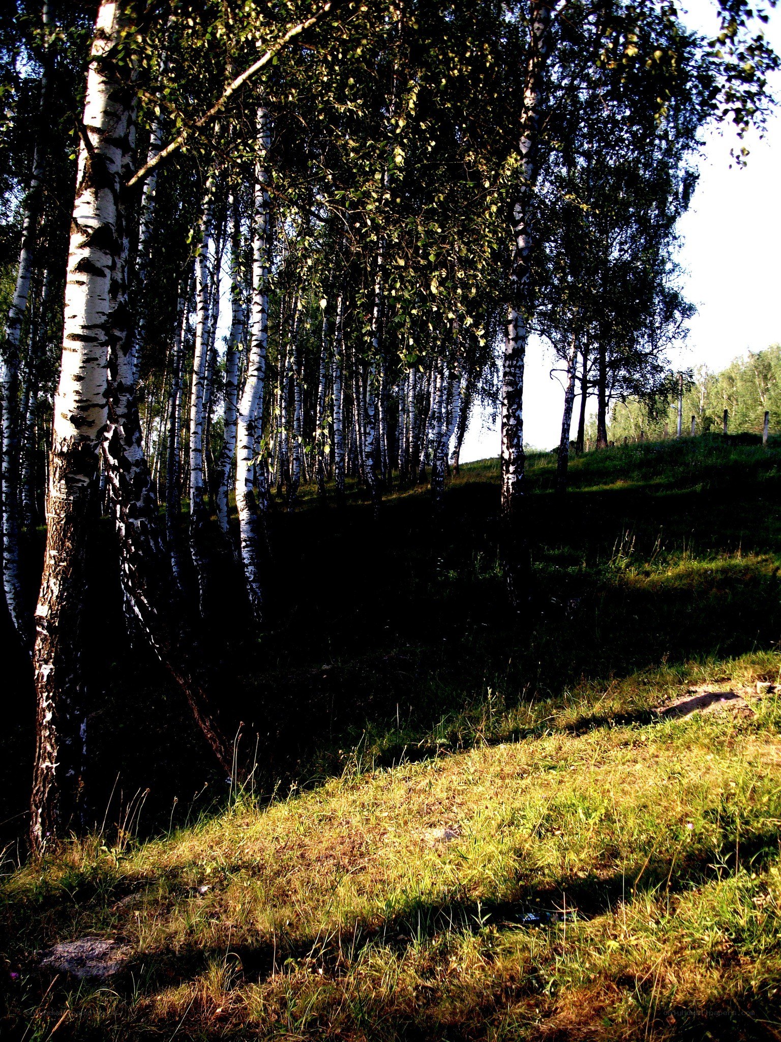 Birch forest in sunlight
