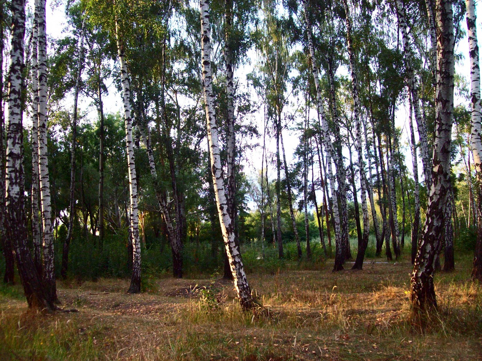Birch forest in sunlight