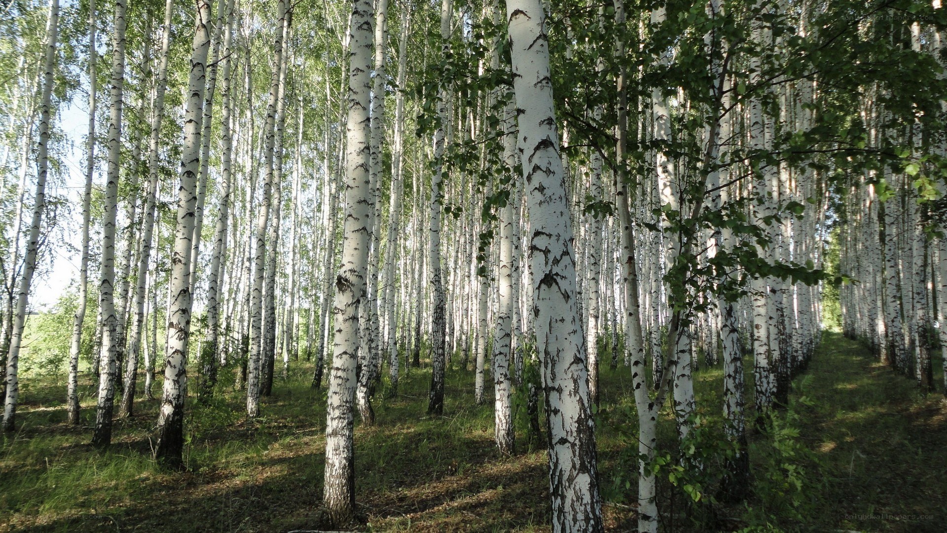 Birch forest in sunlight