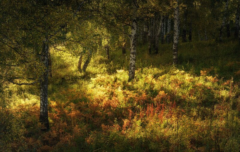 Birch Forest in Sunlight — Green, Serene, Afternoon
