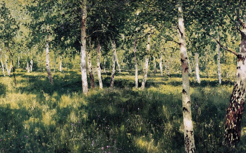 Birch Forest in Sunlight — Green, Serene