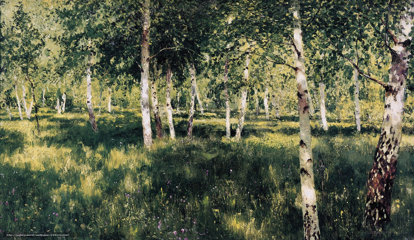 Birch forest in sunlight