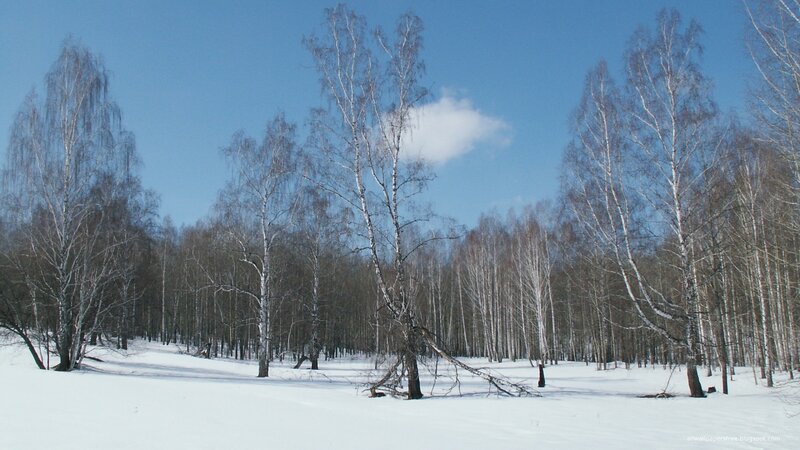 Birch forest in winter