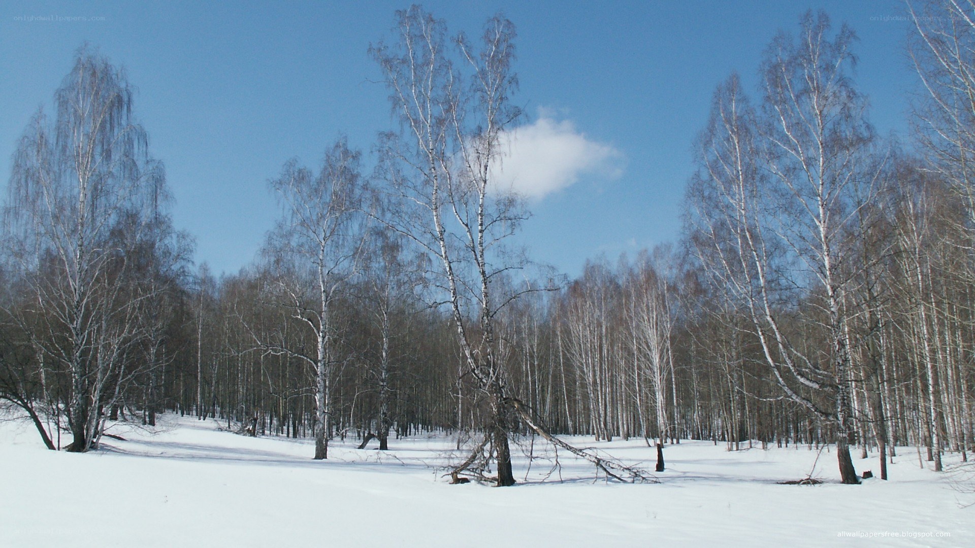 Birch forest in winter