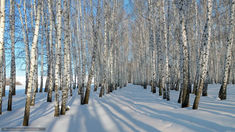 Birch forest in winter