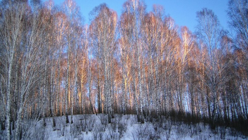 Birch forest in winter
