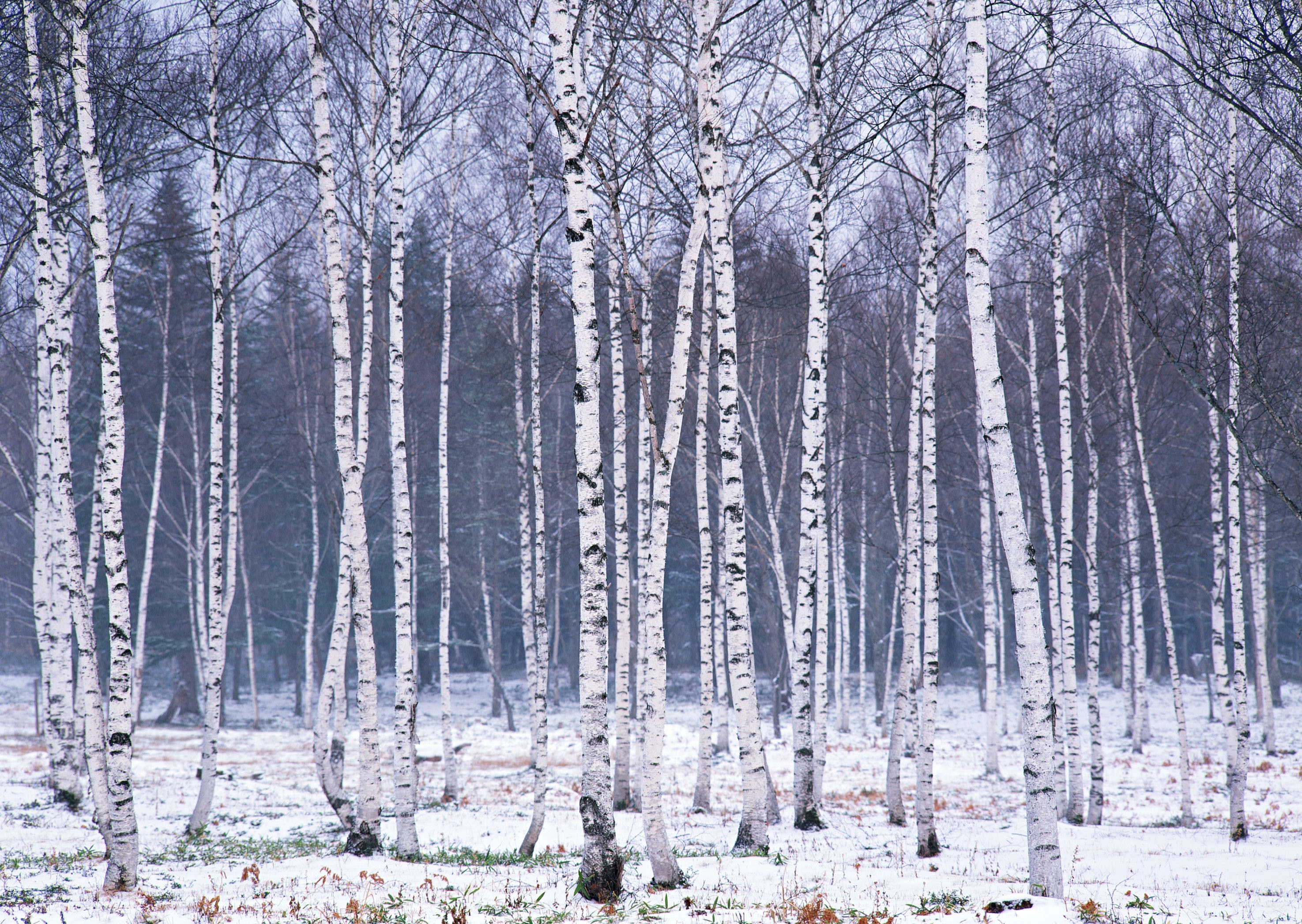 Birch forest in winter