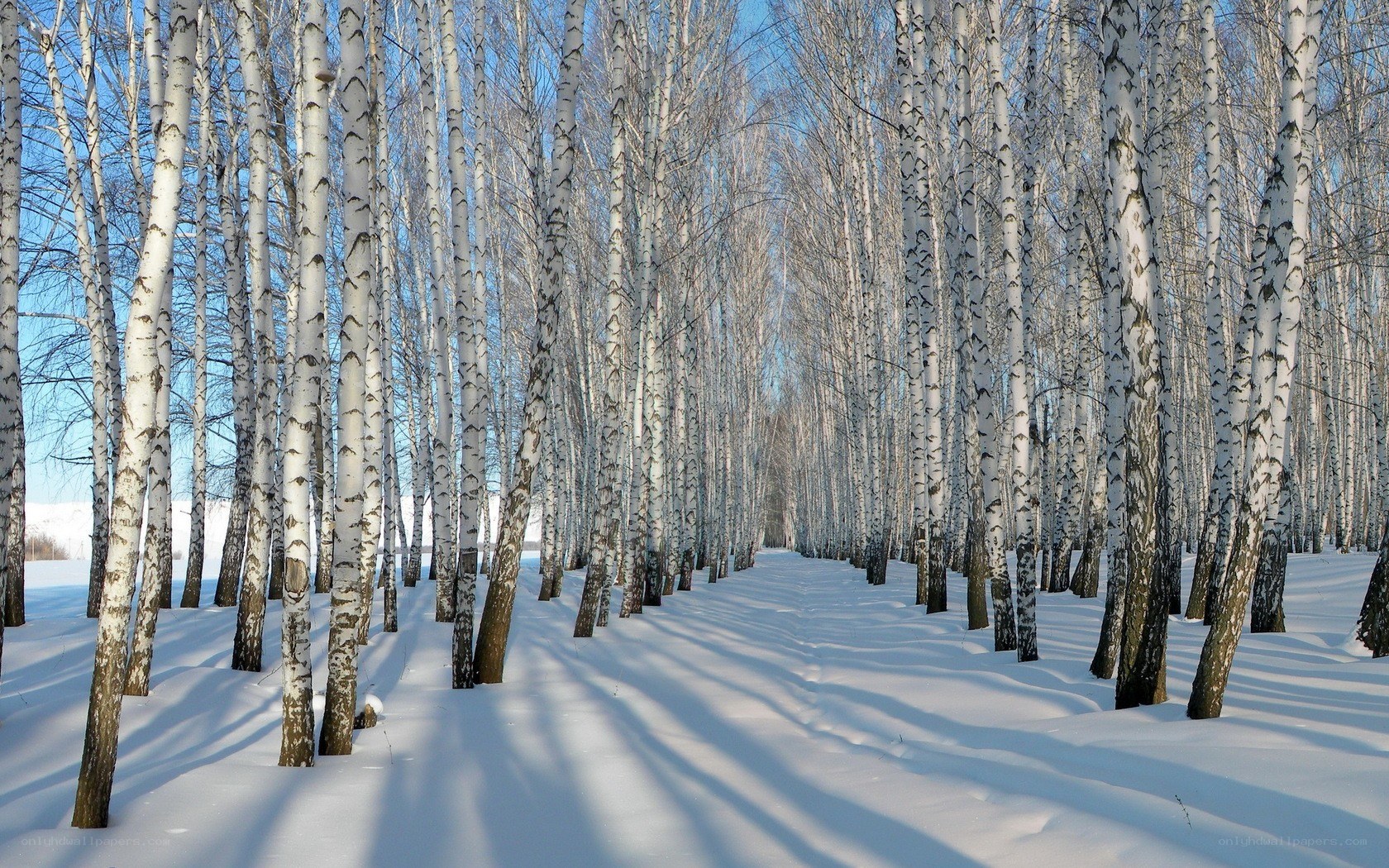 Birch forest in winter